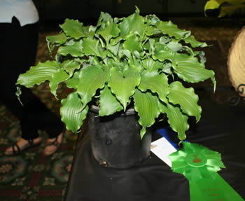 Hosta Seedling - Winner Best of Class green