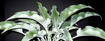 Kent Terpening - For Sale