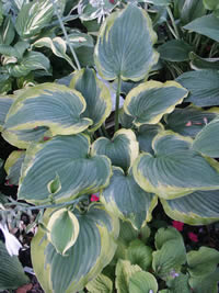 Hosta Seducer