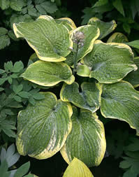 Hosta Teacher's Pet