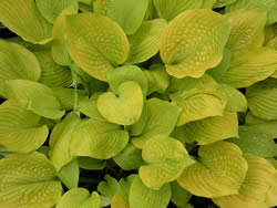 Hosta Za Za Zoom